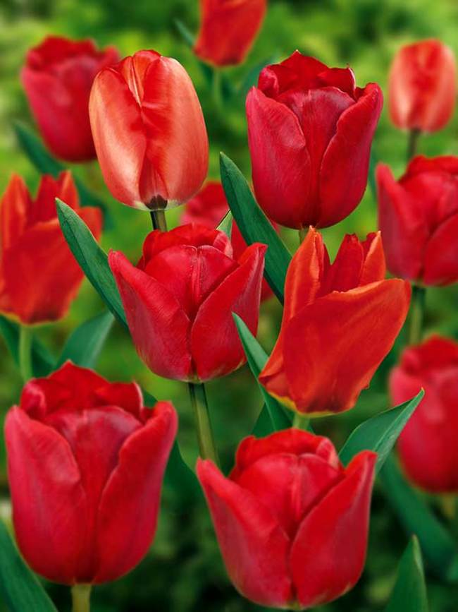 Detail Red Tulip Images Nomer 35