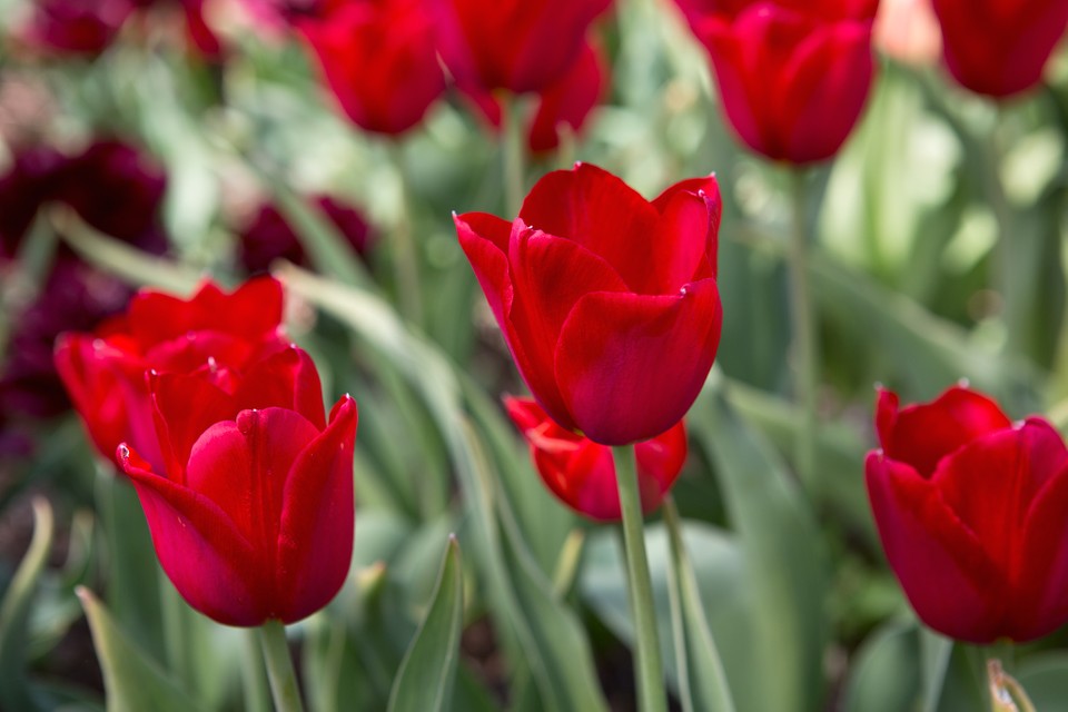 Detail Red Tulip Images Nomer 6