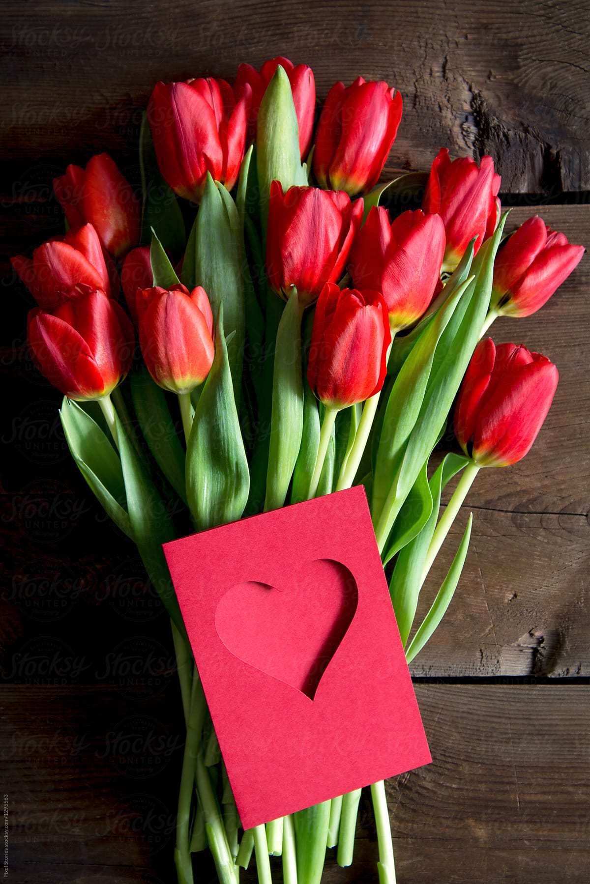 Detail Red Tulip Images Nomer 39