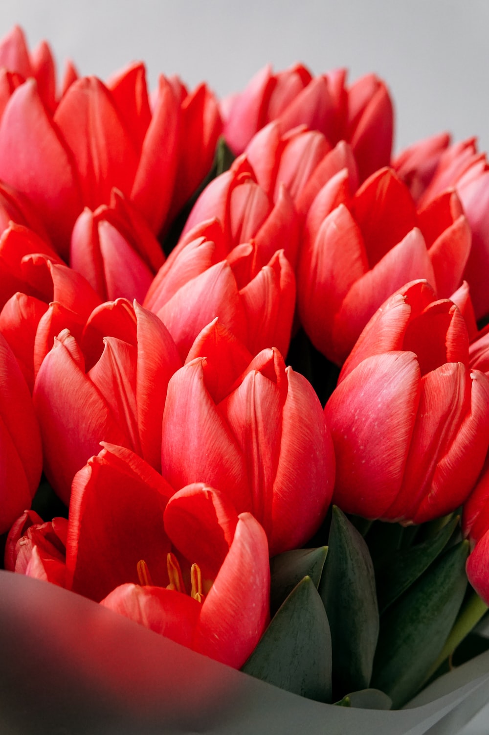 Detail Red Tulip Images Nomer 40
