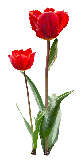Detail Red Tulip Images Nomer 41