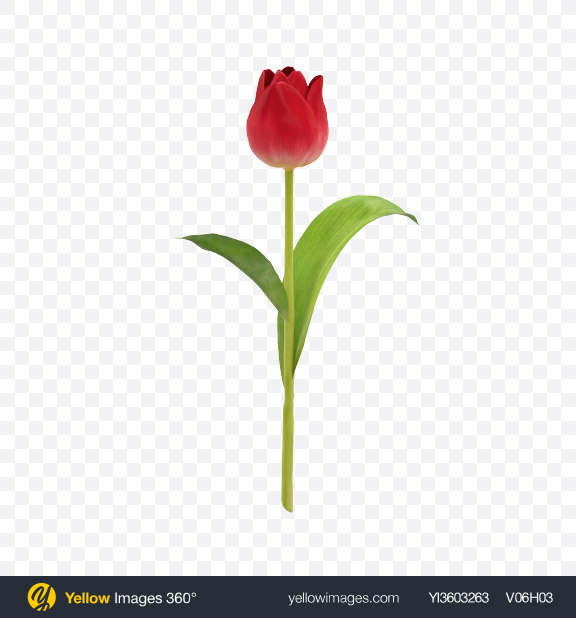 Detail Red Tulip Images Nomer 42