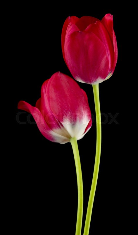 Detail Red Tulip Images Nomer 45