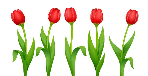 Detail Red Tulip Images Nomer 46