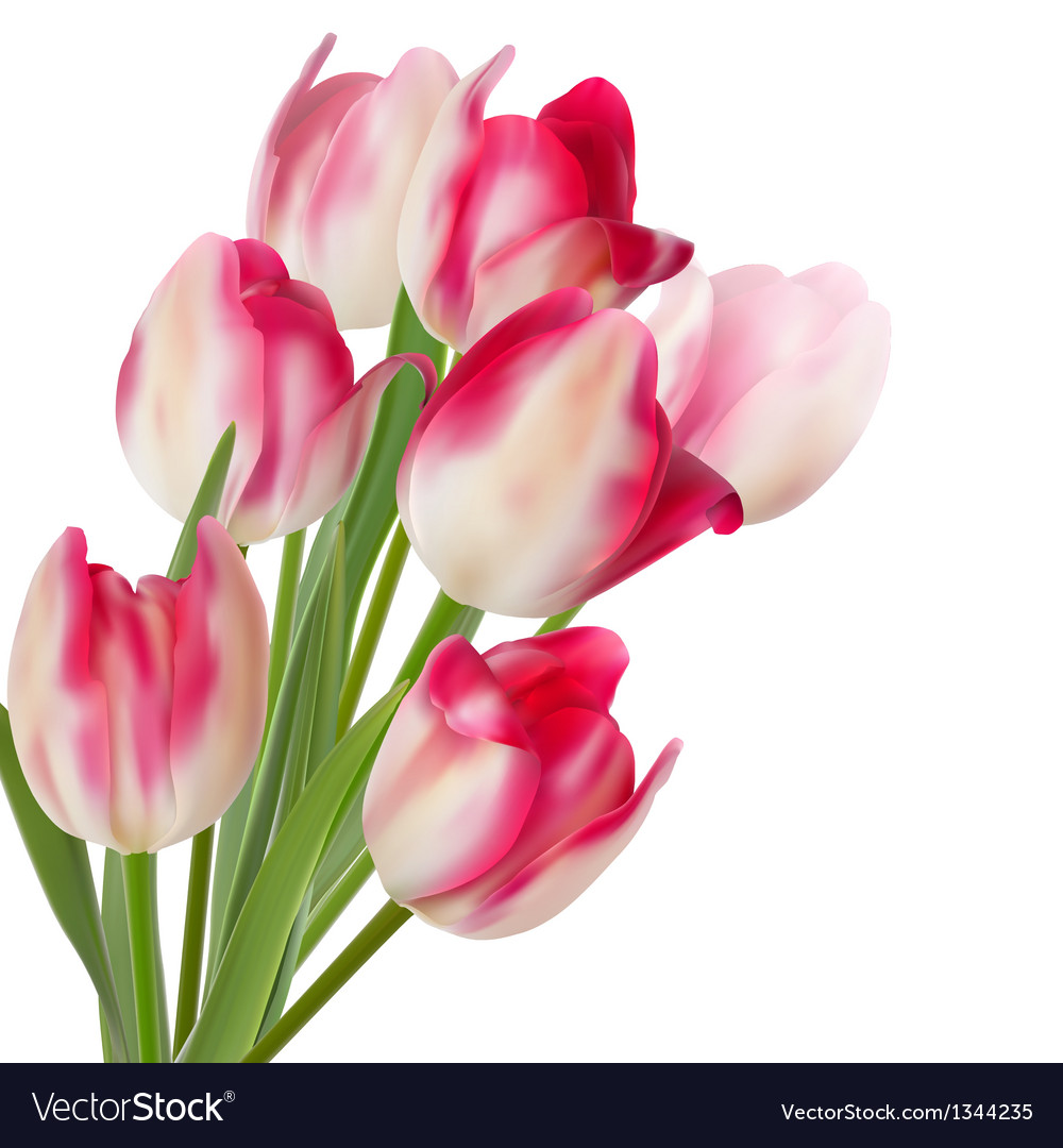 Detail Red Tulip Images Nomer 47