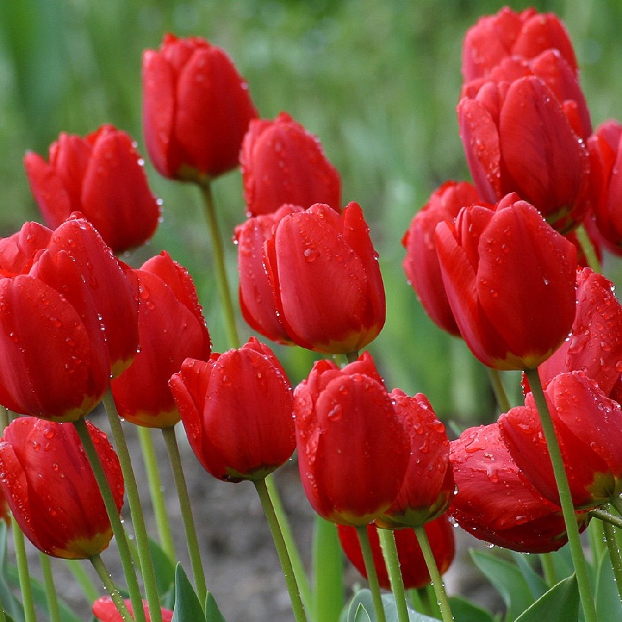 Detail Red Tulip Images Nomer 9