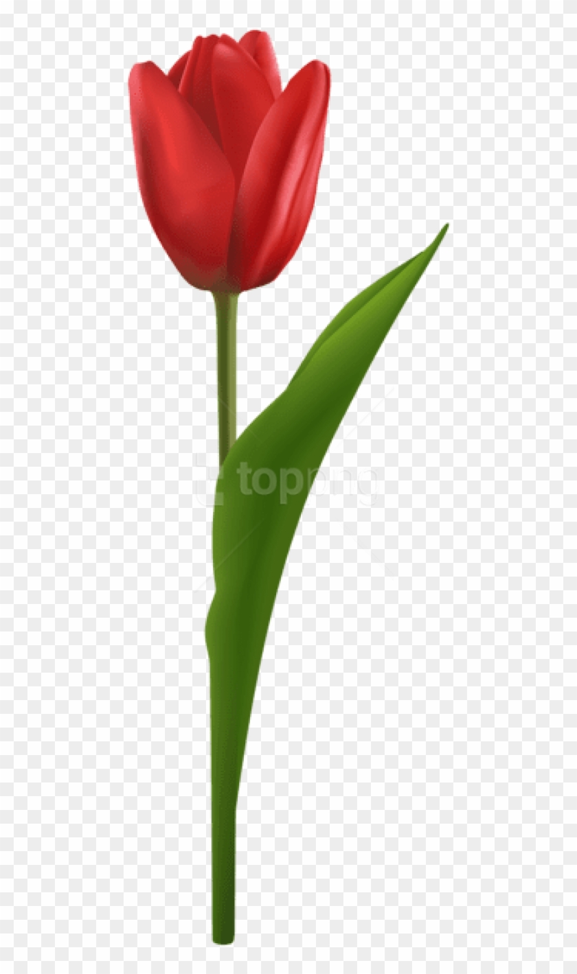 Detail Red Tulip Png Nomer 6