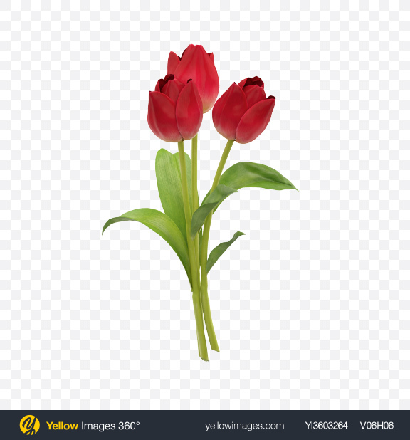Detail Red Tulip Png Nomer 7