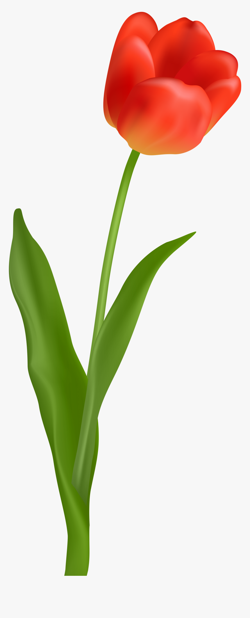 Detail Red Tulip Png Nomer 8