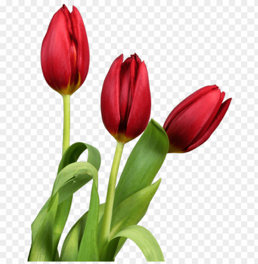 Detail Red Tulip Png Nomer 9