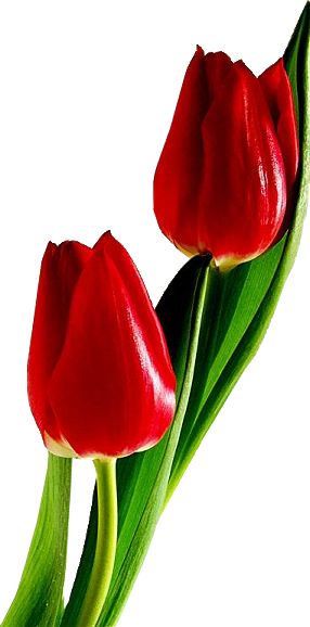 Detail Red Tulip Png Nomer 10