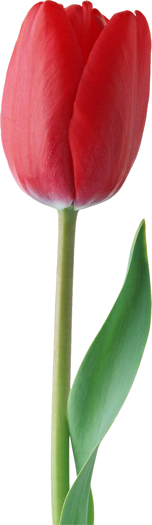 Detail Red Tulip Png Nomer 11