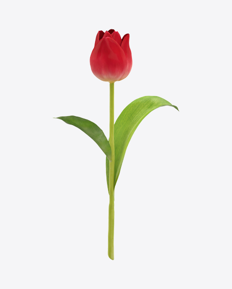 Detail Red Tulip Png Nomer 12
