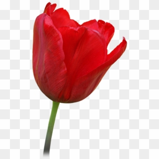 Detail Red Tulip Png Nomer 13