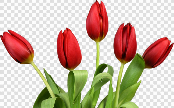 Detail Red Tulip Png Nomer 14