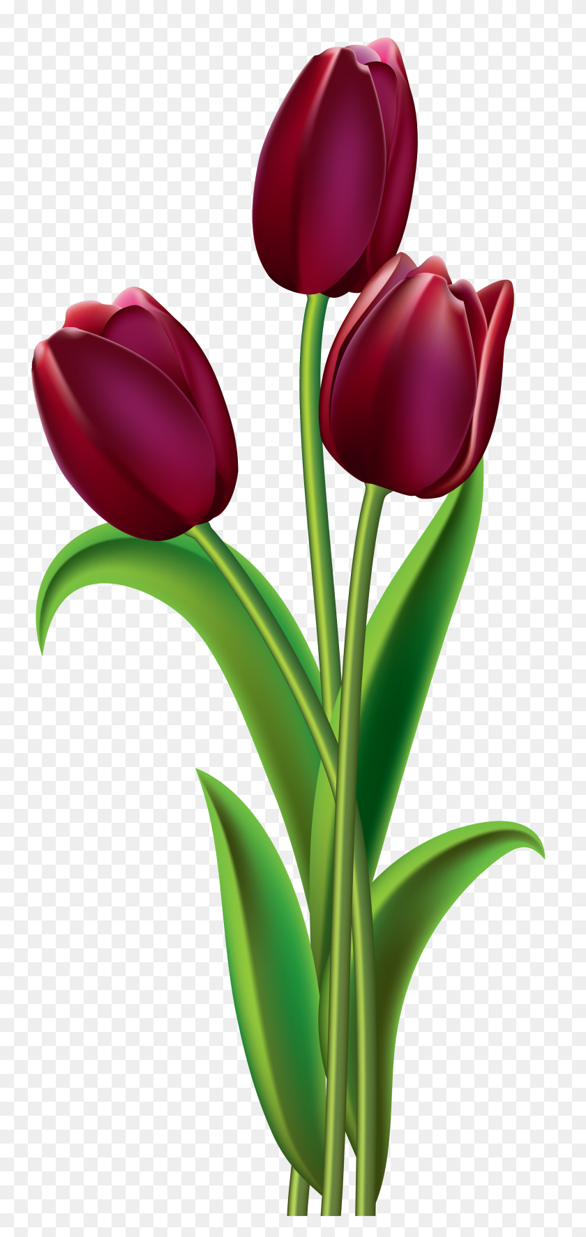 Detail Red Tulip Png Nomer 15