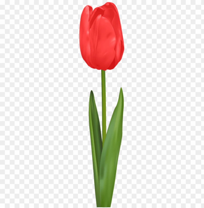 Red Tulip Png - KibrisPDR