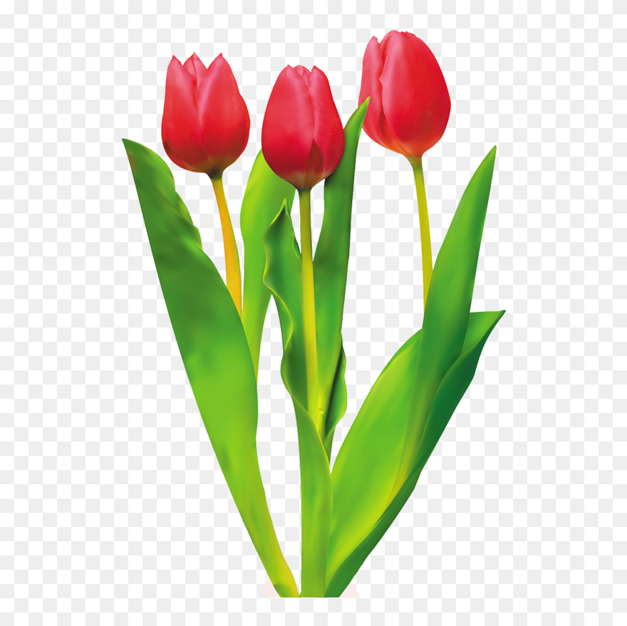 Detail Red Tulip Png Nomer 16