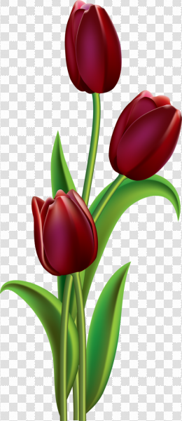 Detail Red Tulip Png Nomer 17