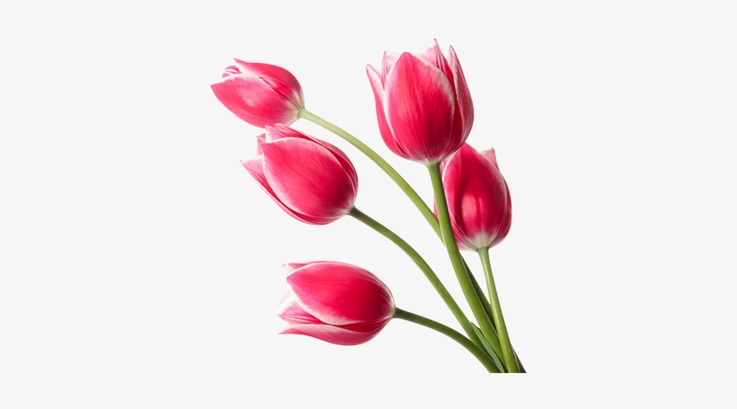 Detail Red Tulip Png Nomer 18
