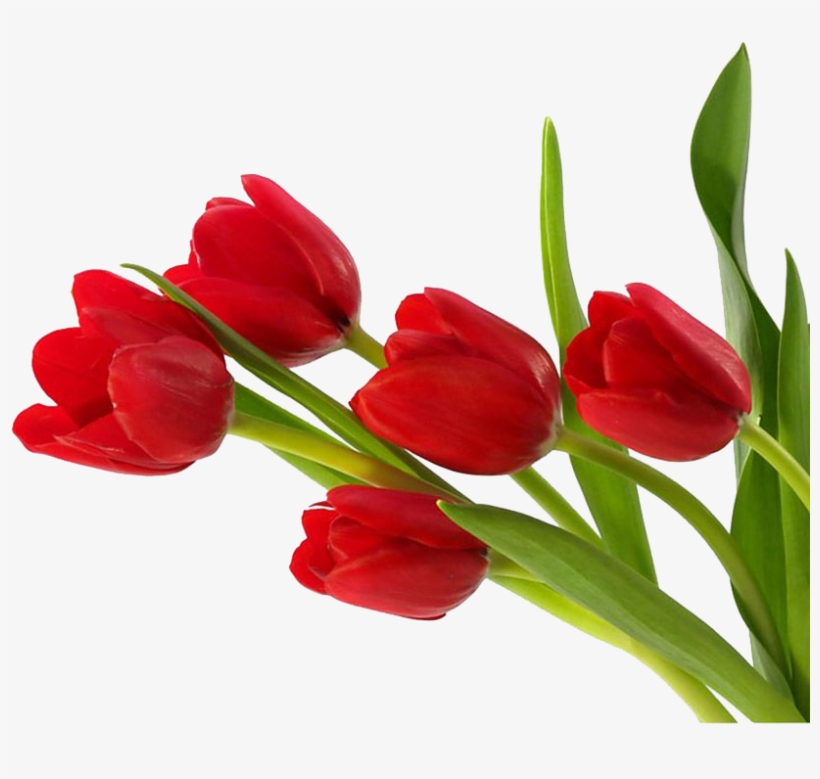 Detail Red Tulip Png Nomer 19
