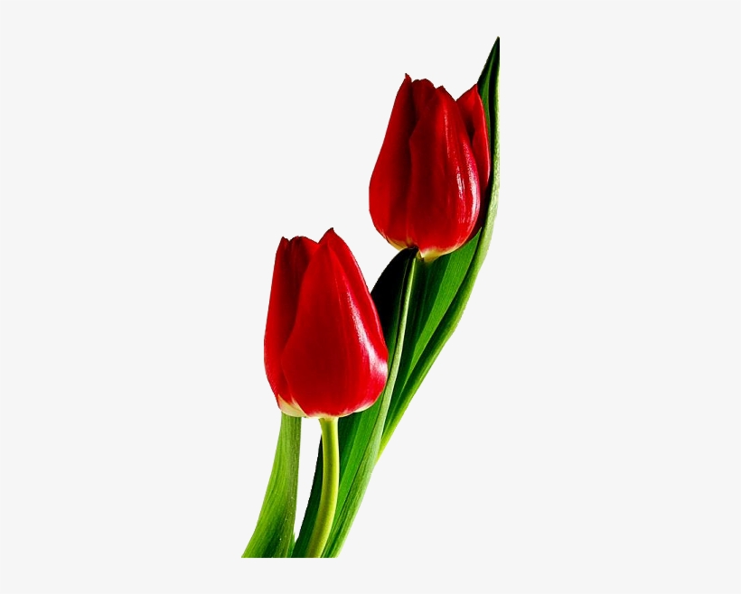 Detail Red Tulip Png Nomer 20