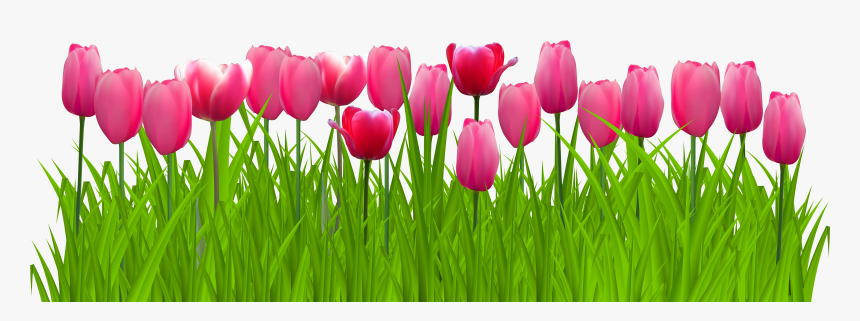 Detail Red Tulip Png Nomer 21