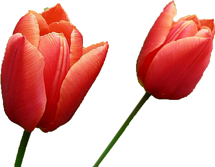 Detail Red Tulip Png Nomer 22