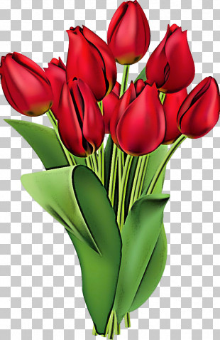 Detail Red Tulip Png Nomer 24