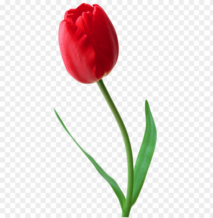 Detail Red Tulip Png Nomer 2