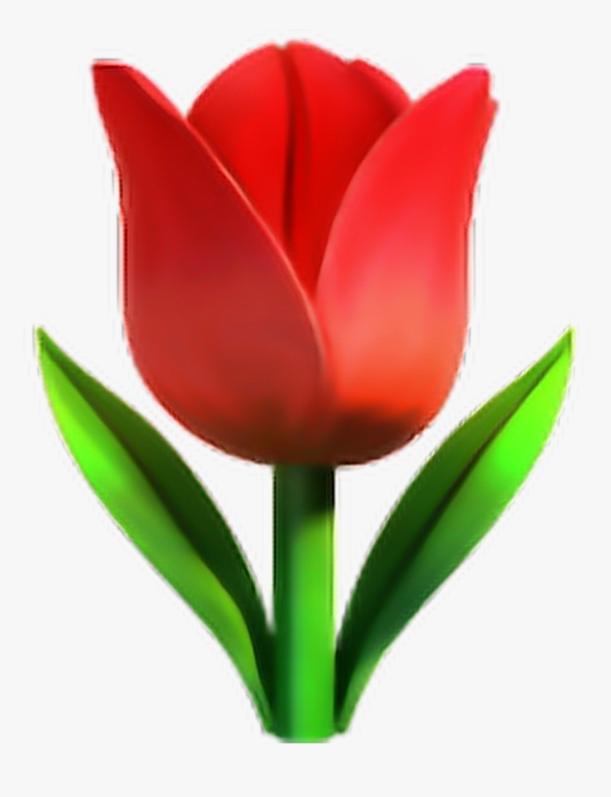Detail Red Tulip Png Nomer 26