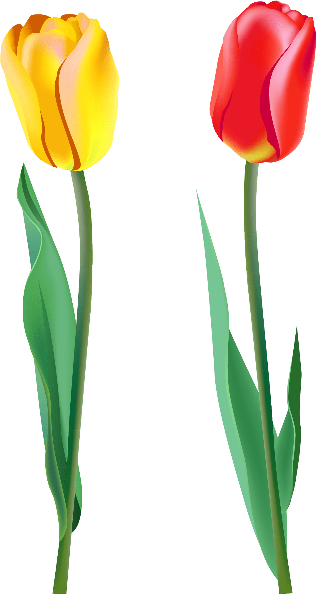 Detail Red Tulip Png Nomer 27