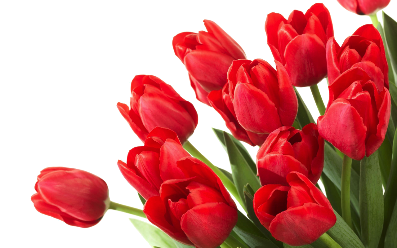 Detail Red Tulip Png Nomer 29