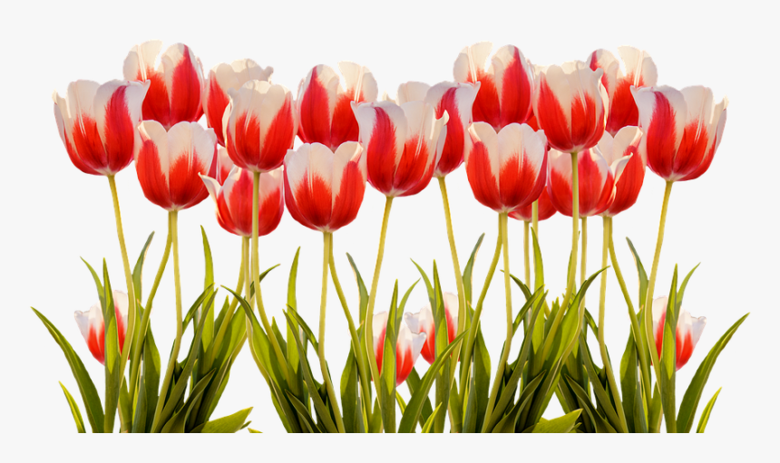 Detail Red Tulip Png Nomer 30