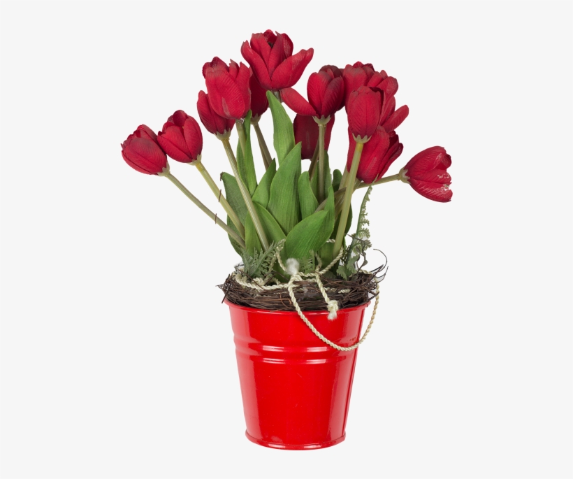 Detail Red Tulip Png Nomer 31