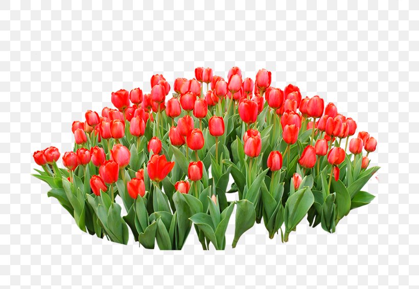 Detail Red Tulip Png Nomer 32