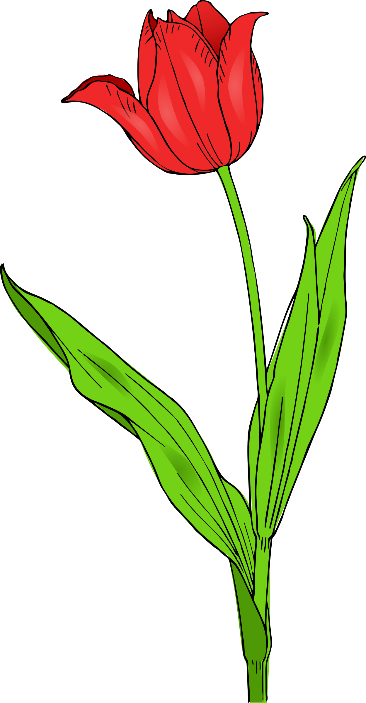 Detail Red Tulip Png Nomer 33