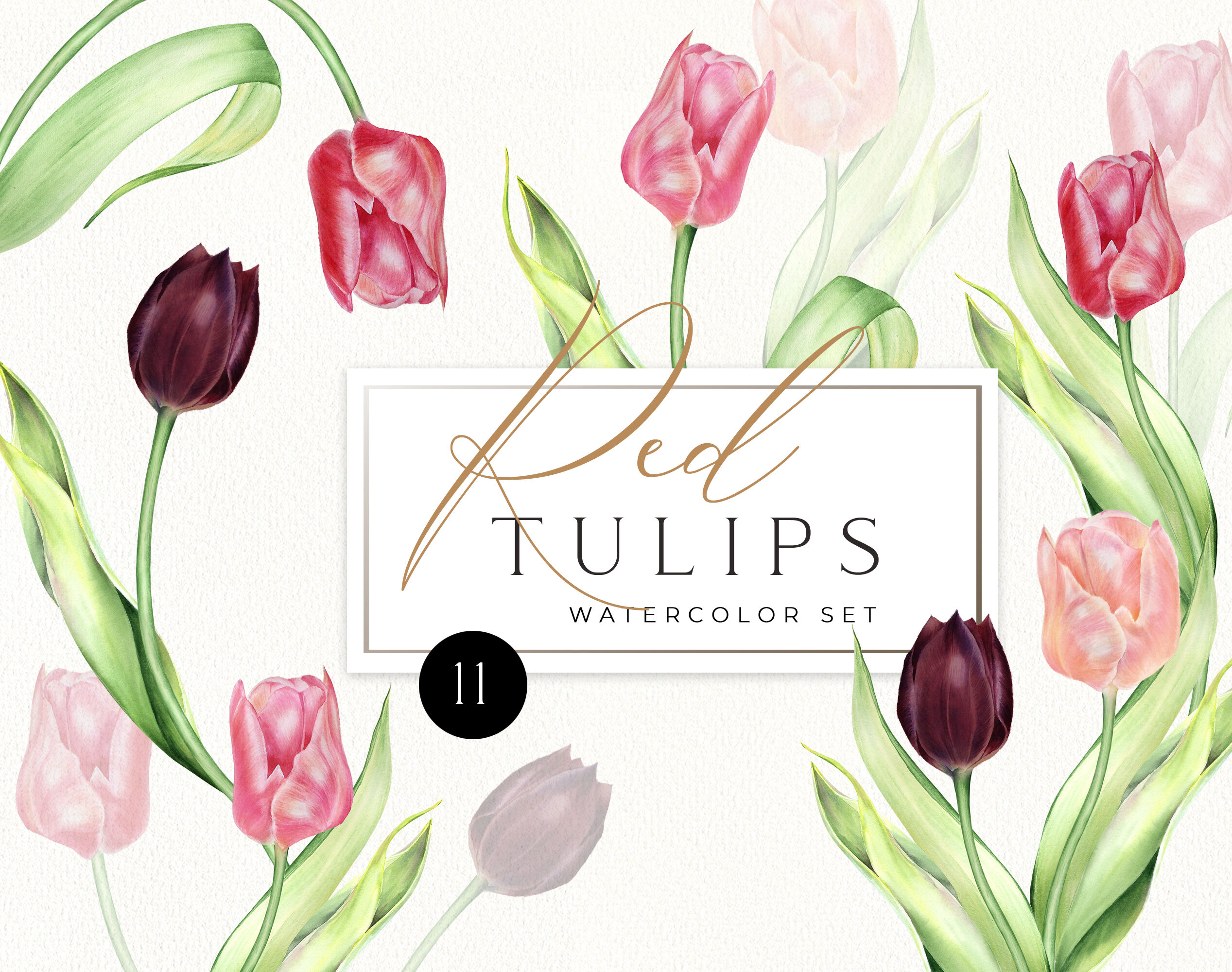 Detail Red Tulip Png Nomer 34