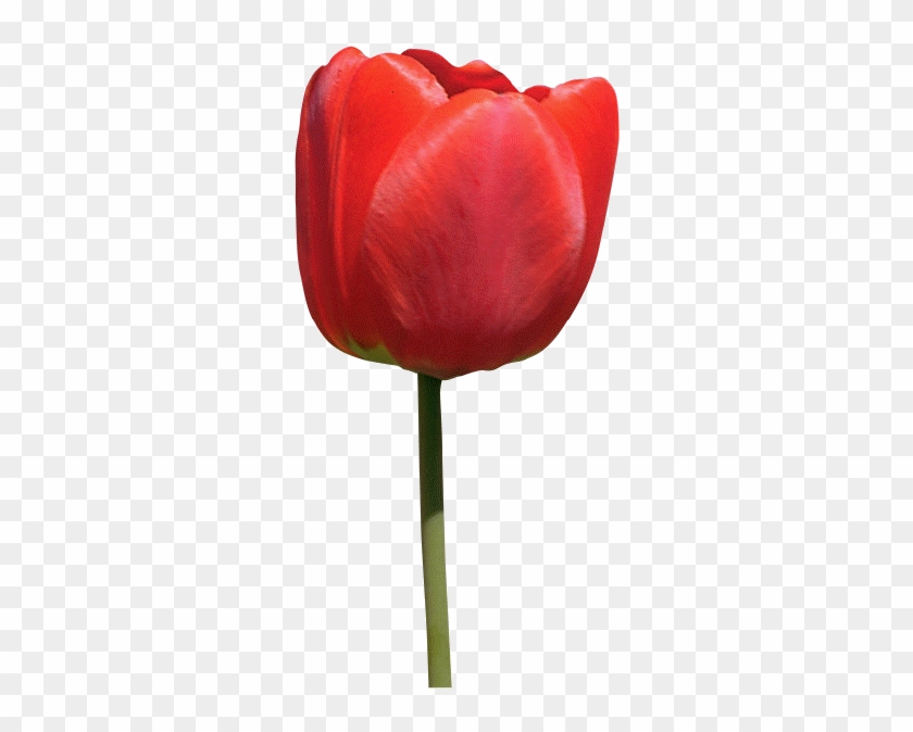 Detail Red Tulip Png Nomer 35