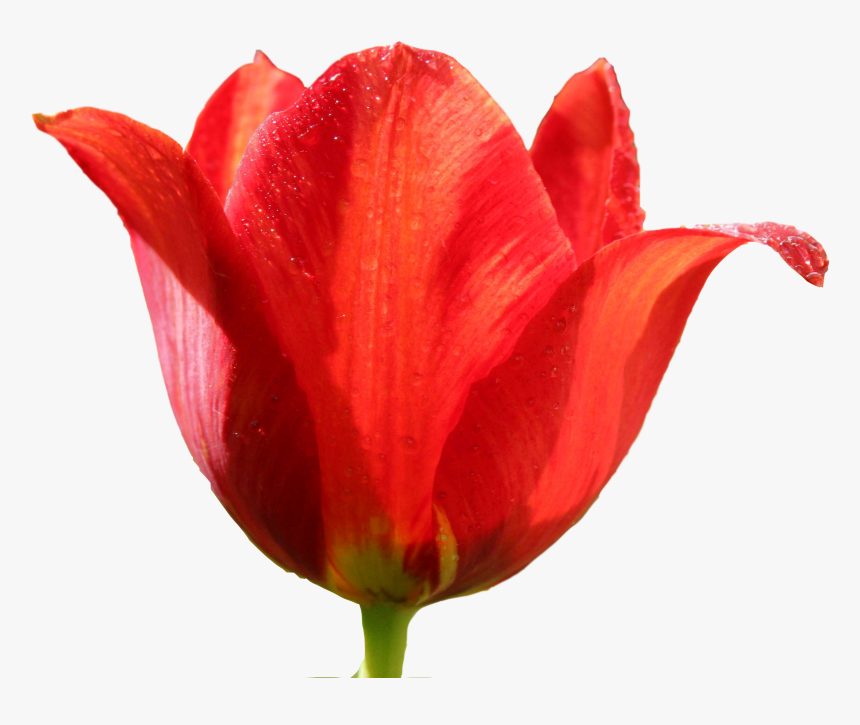 Detail Red Tulip Png Nomer 36