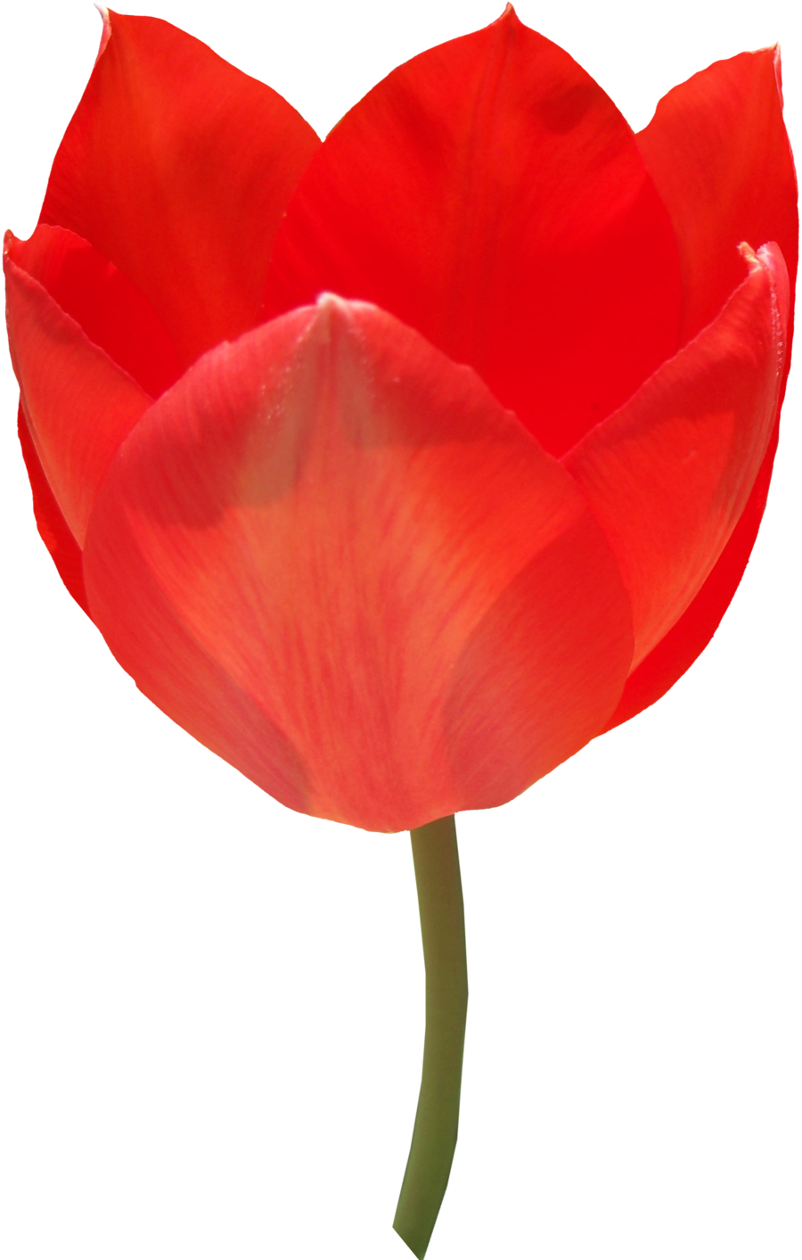 Detail Red Tulip Png Nomer 37