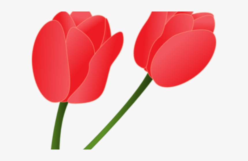 Detail Red Tulip Png Nomer 38
