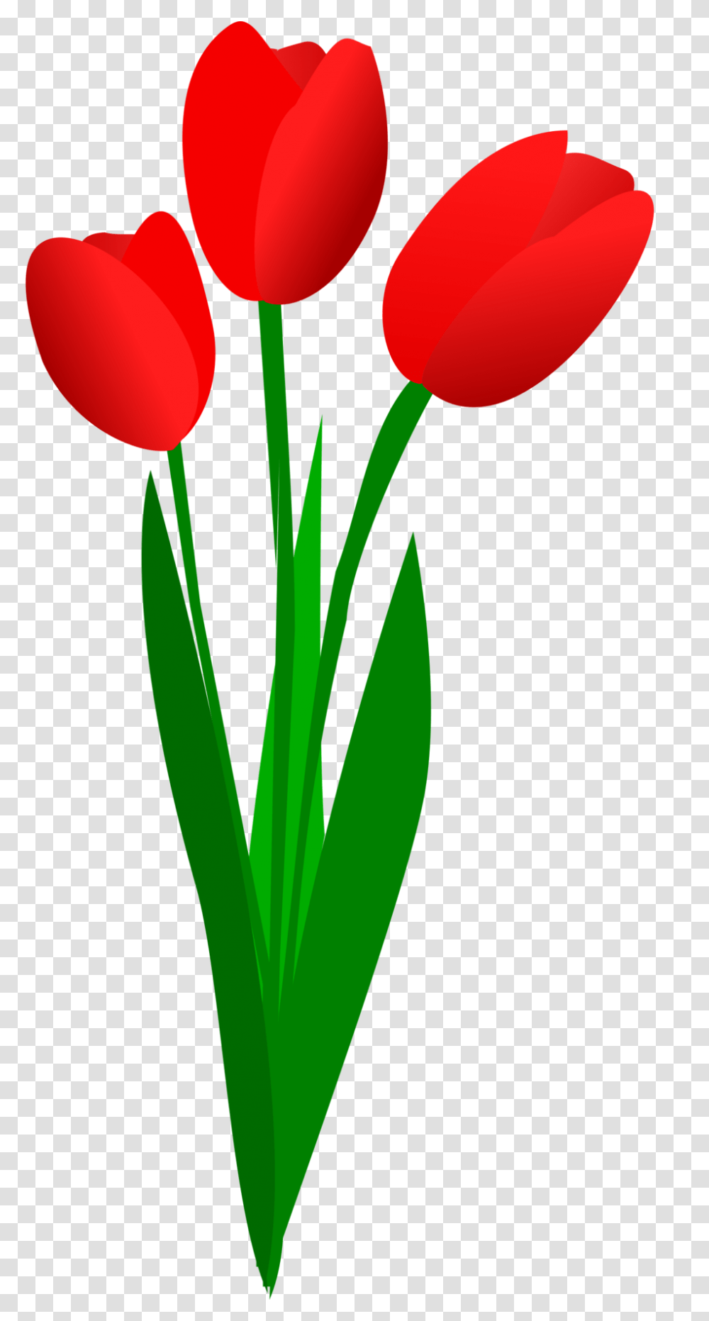 Detail Red Tulip Png Nomer 40