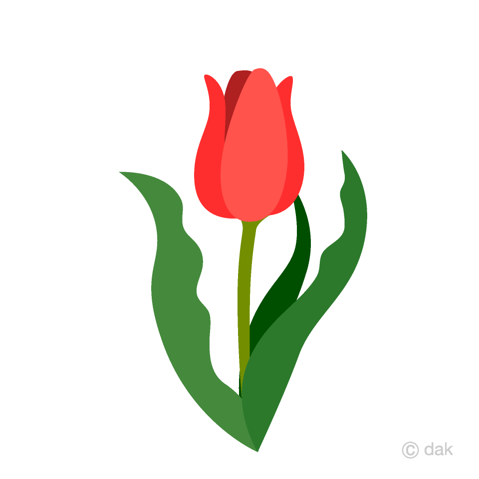 Detail Red Tulip Png Nomer 41