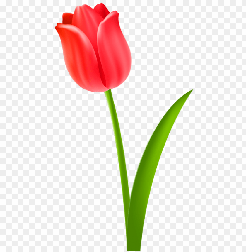 Detail Red Tulip Png Nomer 3