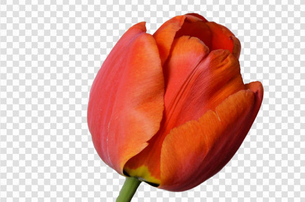 Detail Red Tulip Png Nomer 42
