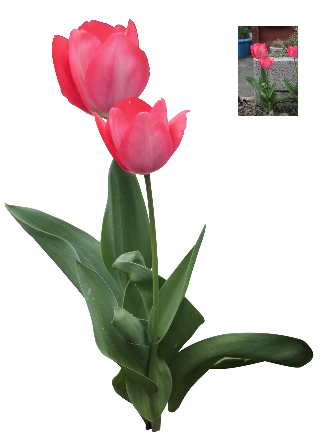 Detail Red Tulip Png Nomer 43