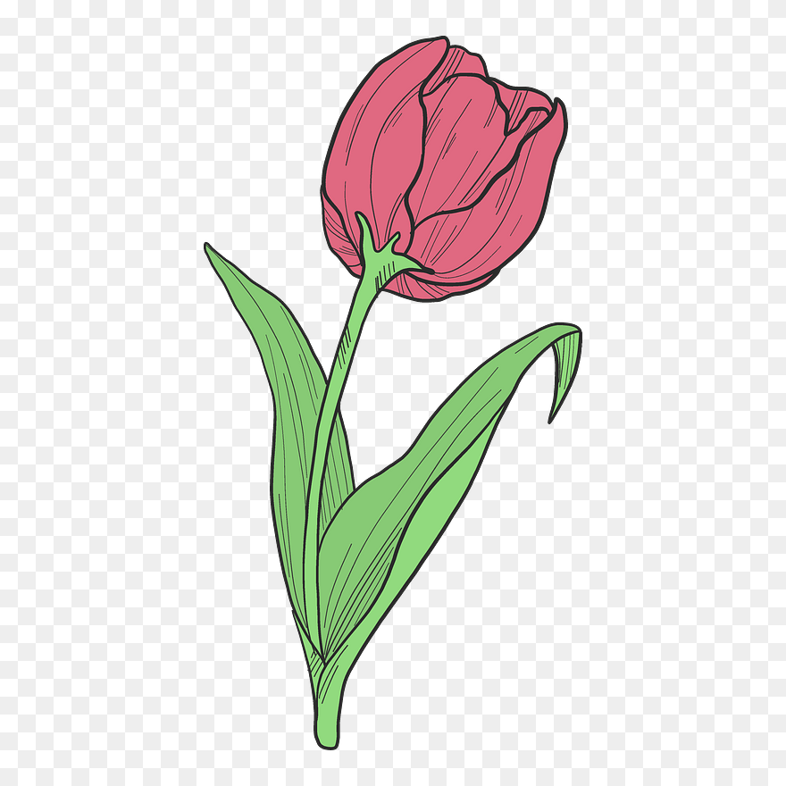 Detail Red Tulip Png Nomer 44