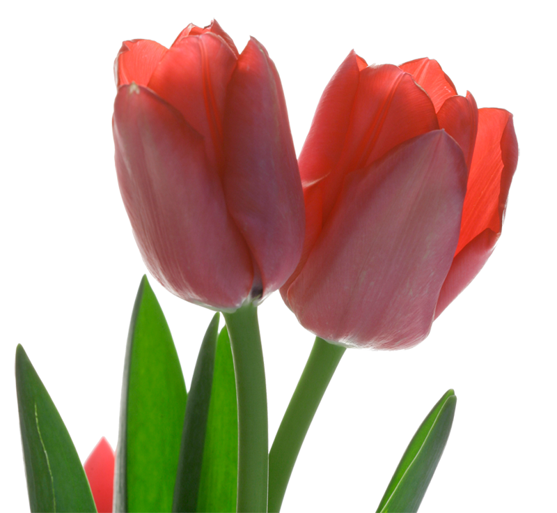 Detail Red Tulip Png Nomer 45