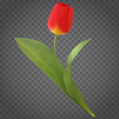 Detail Red Tulip Png Nomer 46